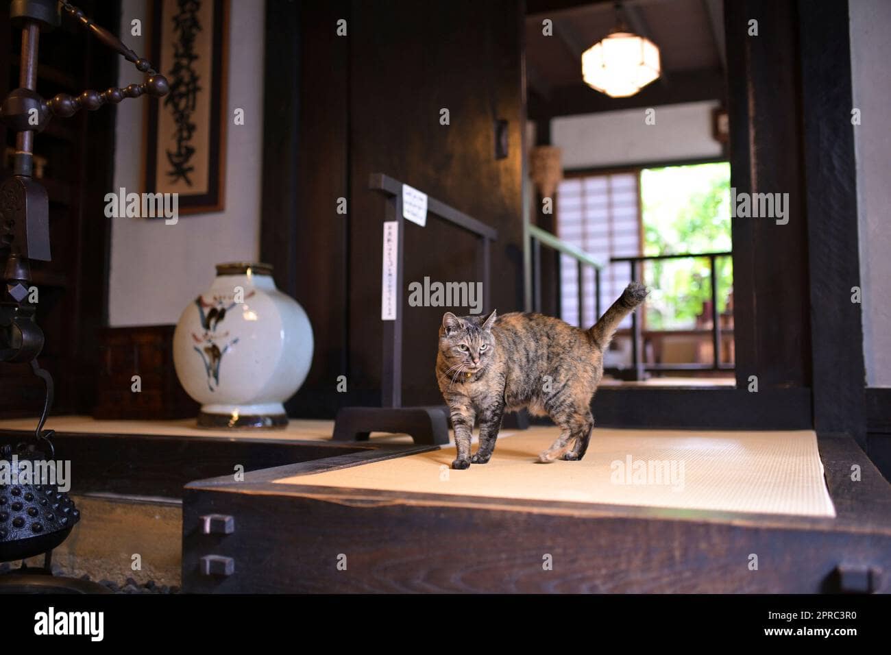 The Friendly Resident Cat