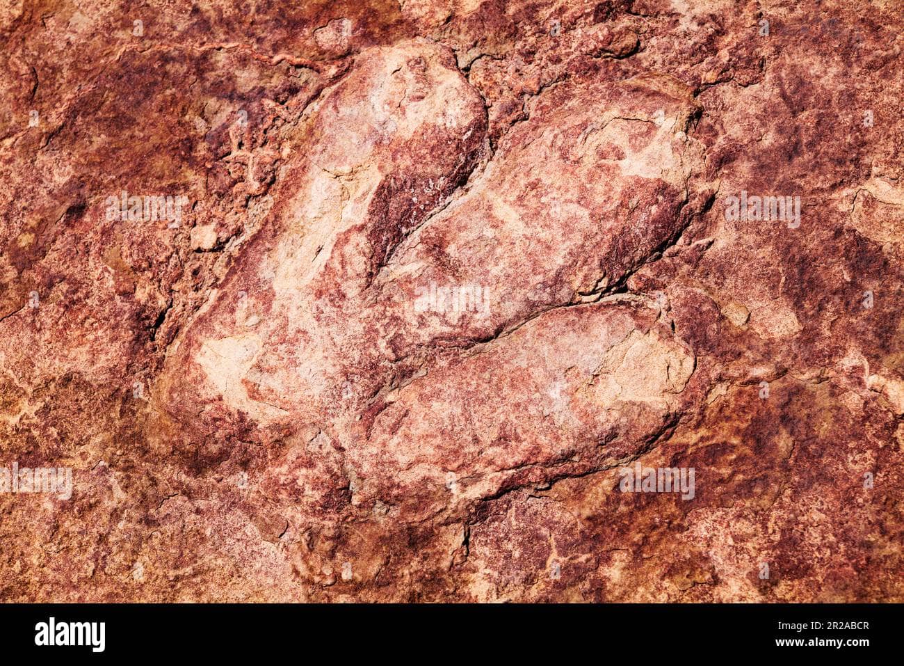 Dinosaur Footprint Display