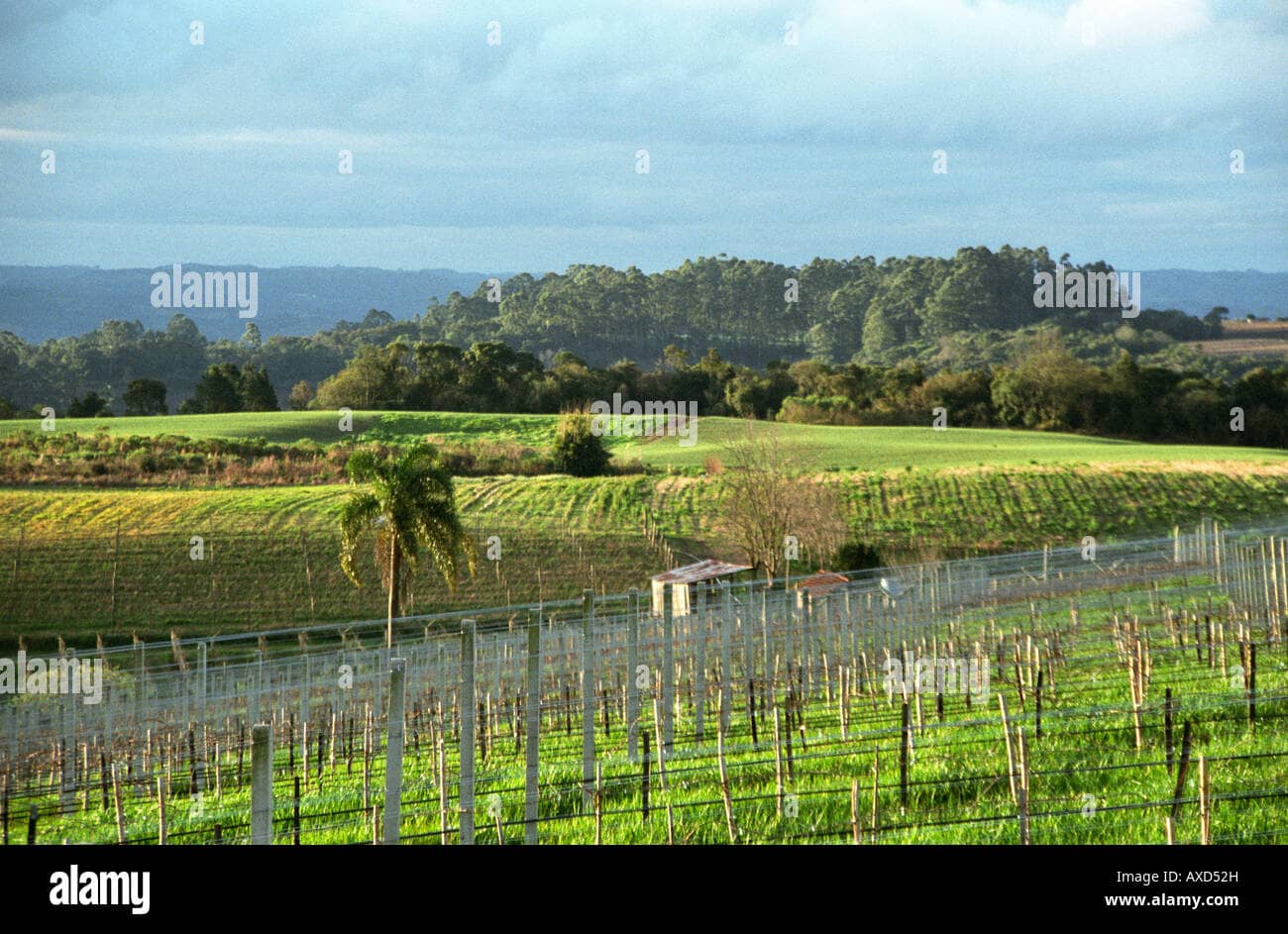 Boscato Winery
