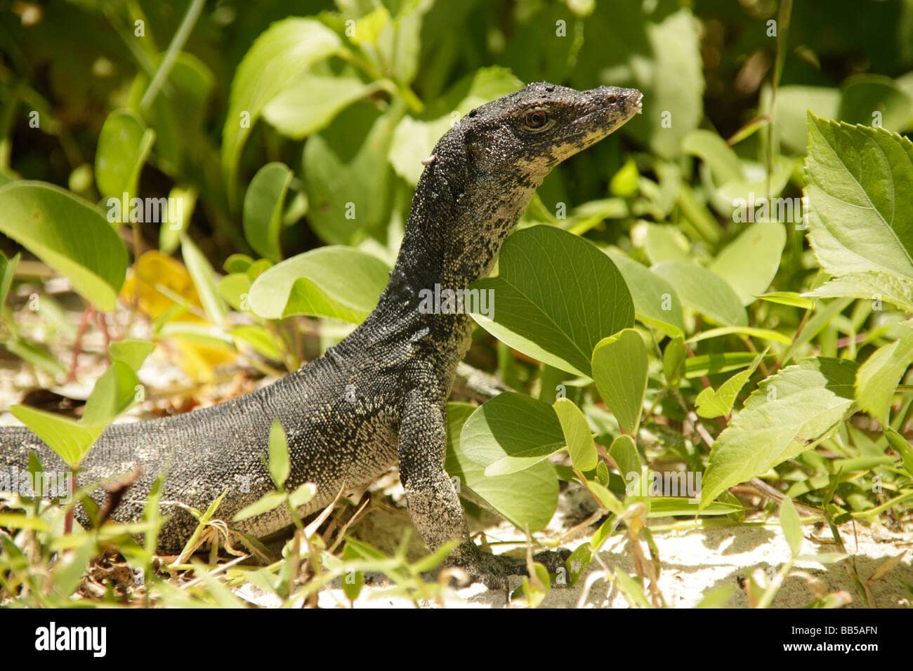 Monitor Lizard Encounters