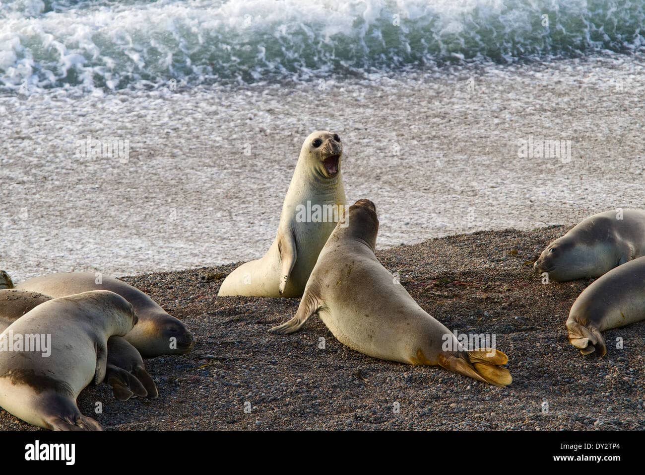 Elephant Seal Colony