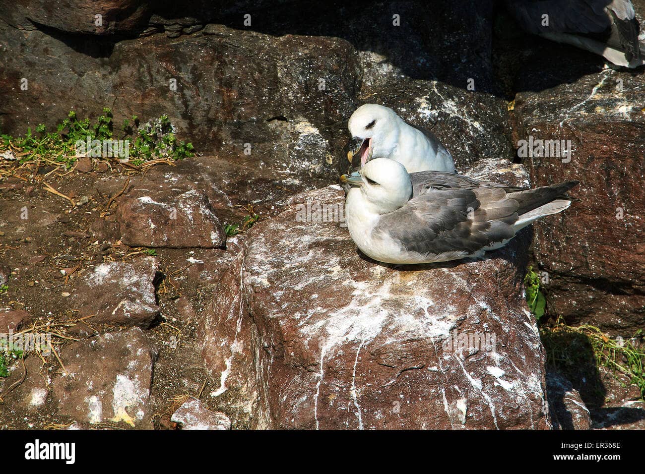 Seabird Colonies