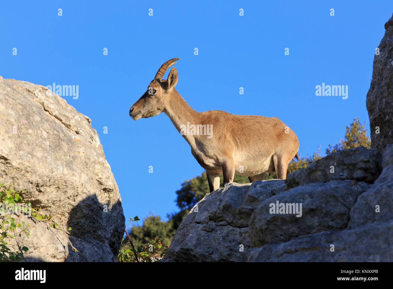 Wildlife Spotting