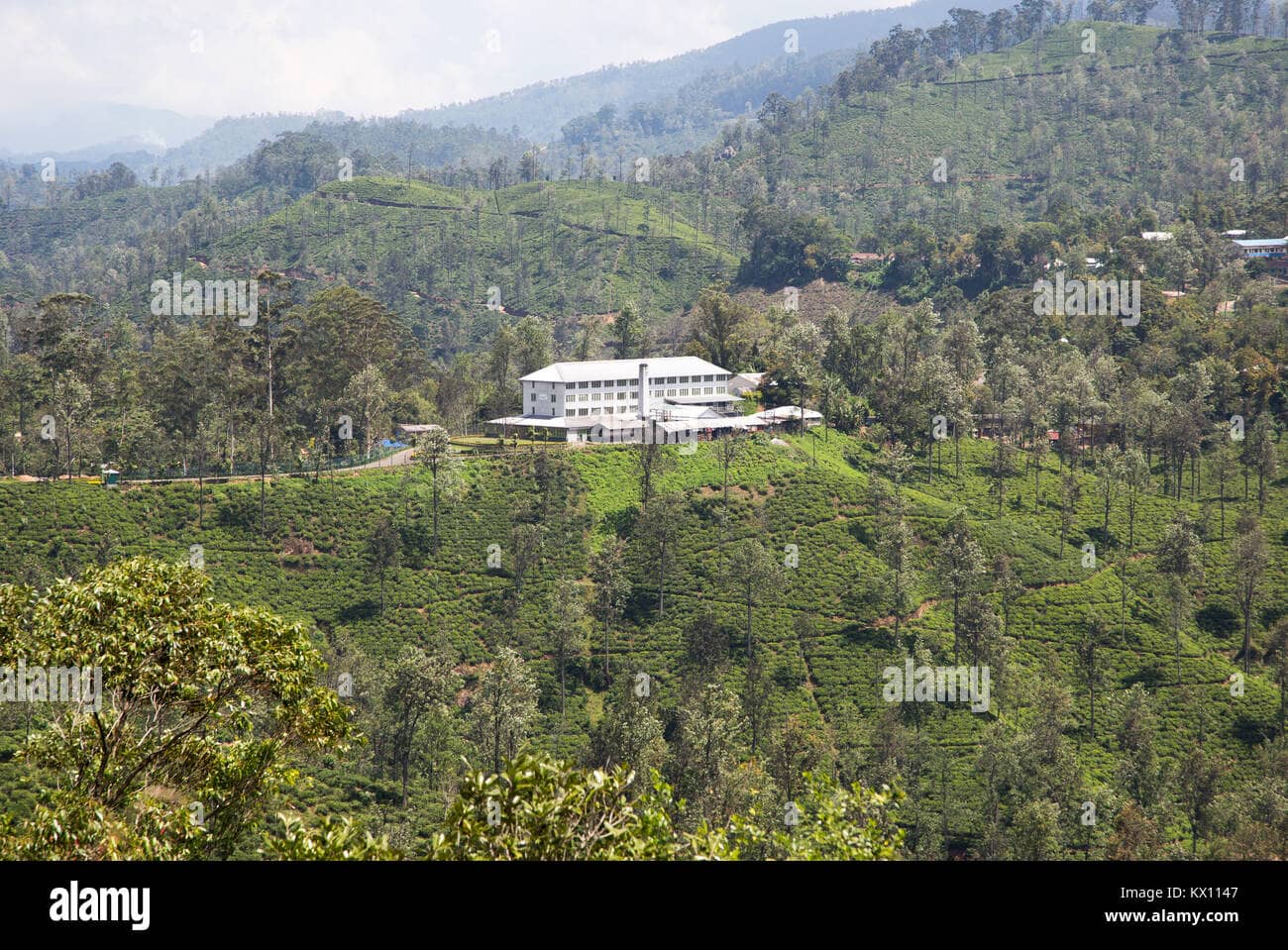 Tea Plantation Views
