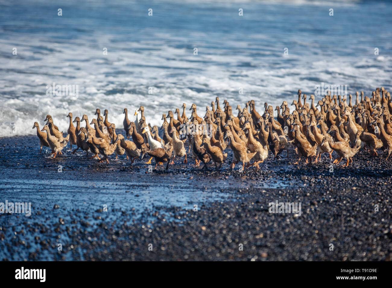 Herding Ducks