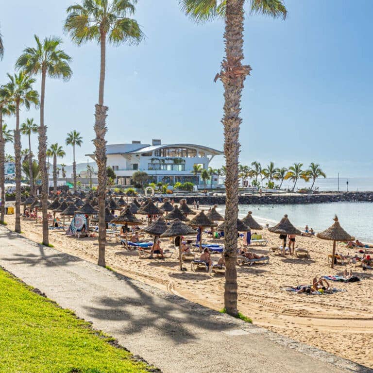 Scenic Palm Tree Backdrop