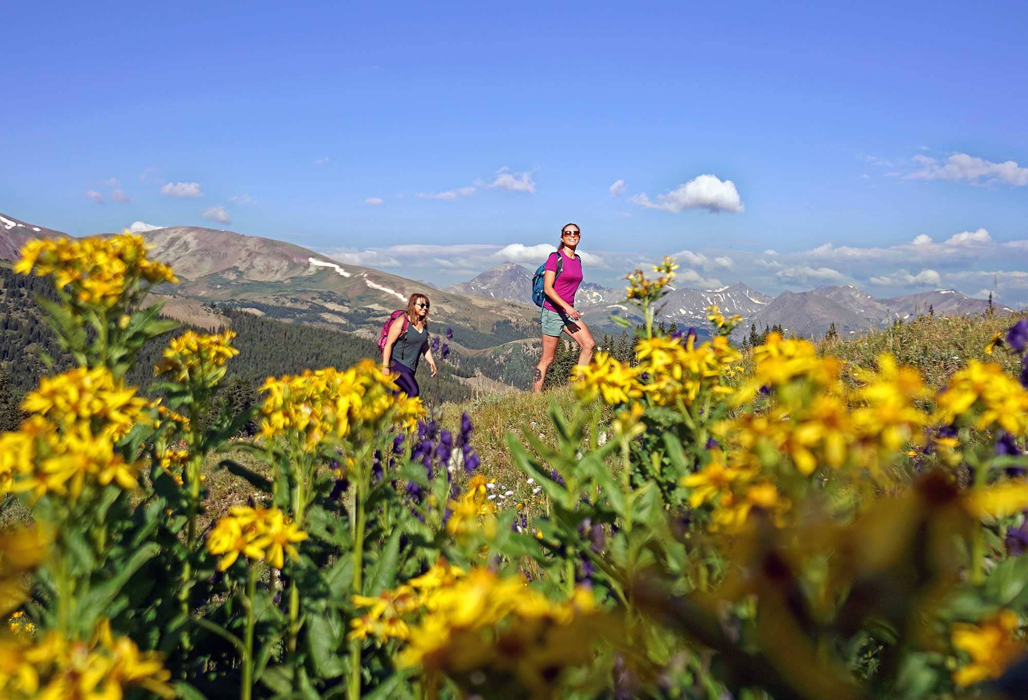 Wildflower Displays