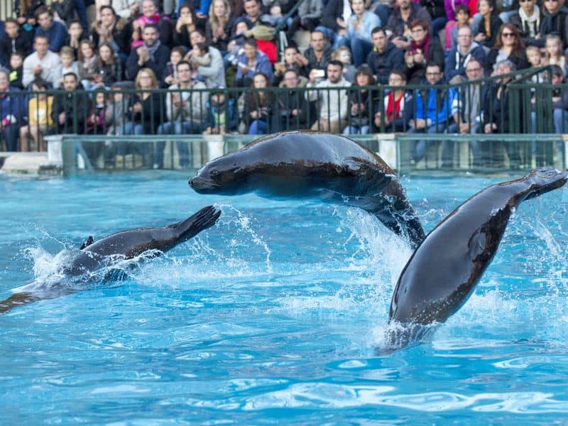 Sea Lion Show