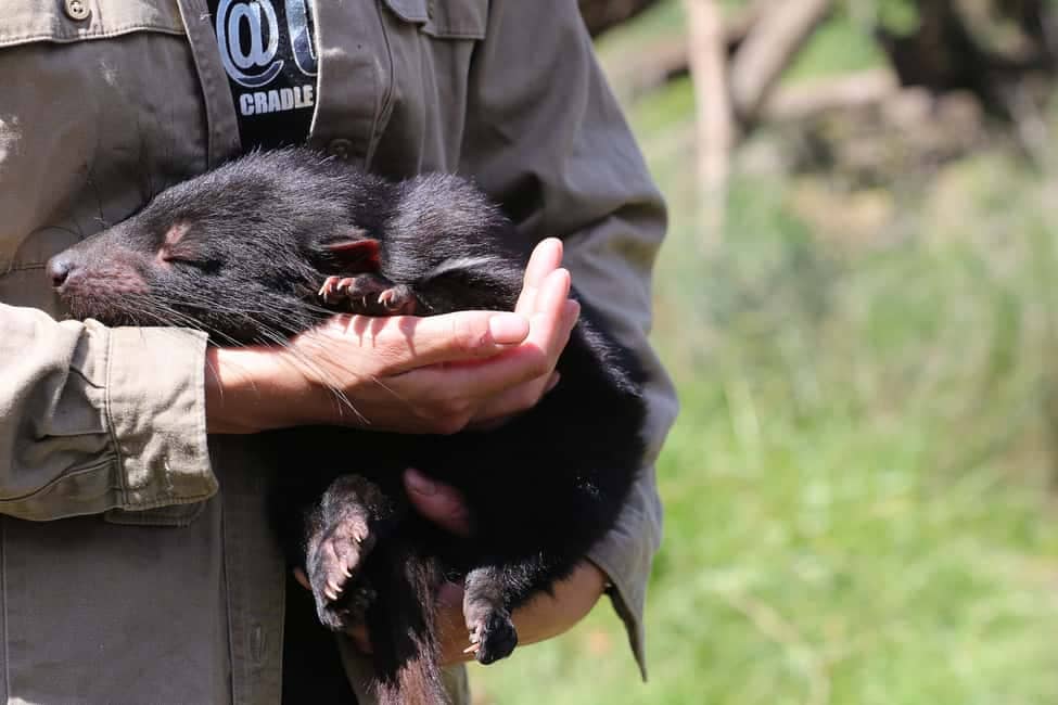 Conservation Insights