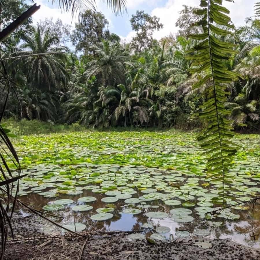 Panoramic Island Views
