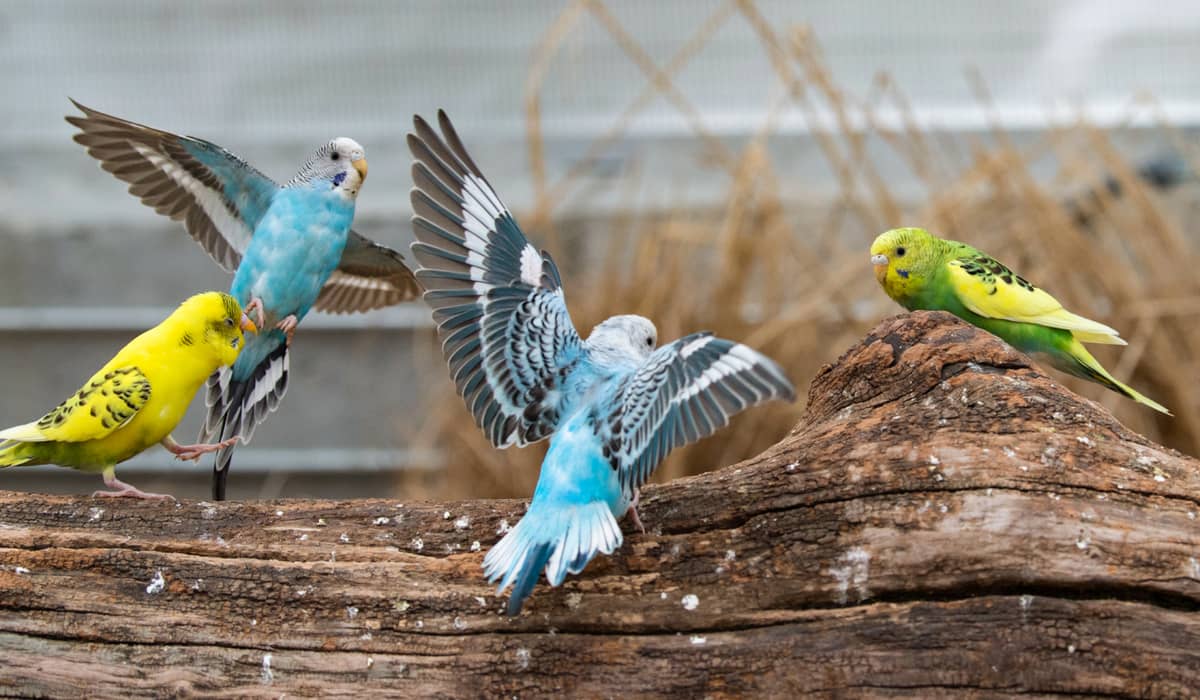 Budgie Landing