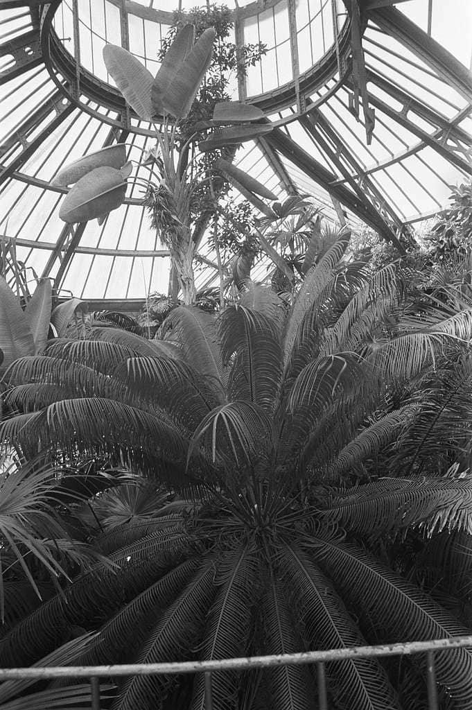 Hortus Botanicus Amsterdam