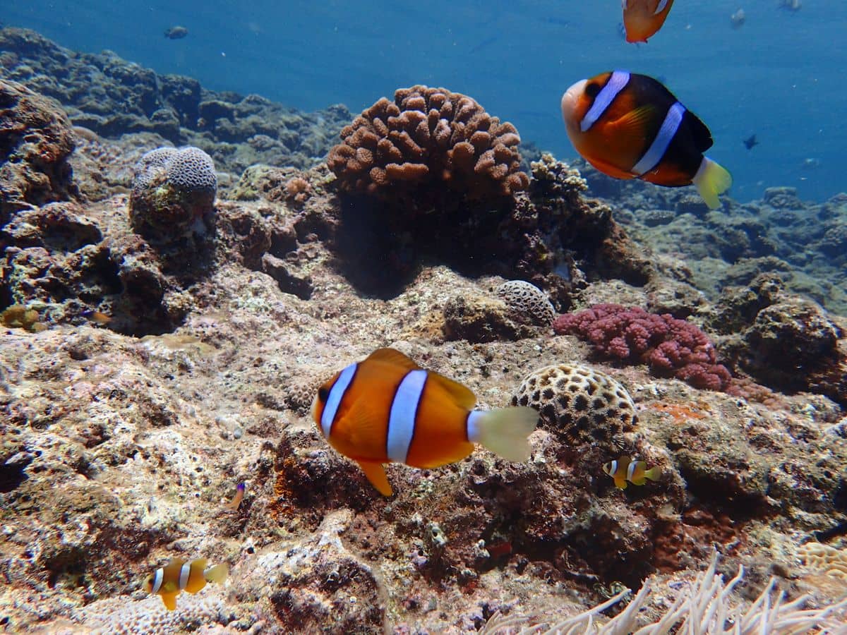 Vibrant Underwater World