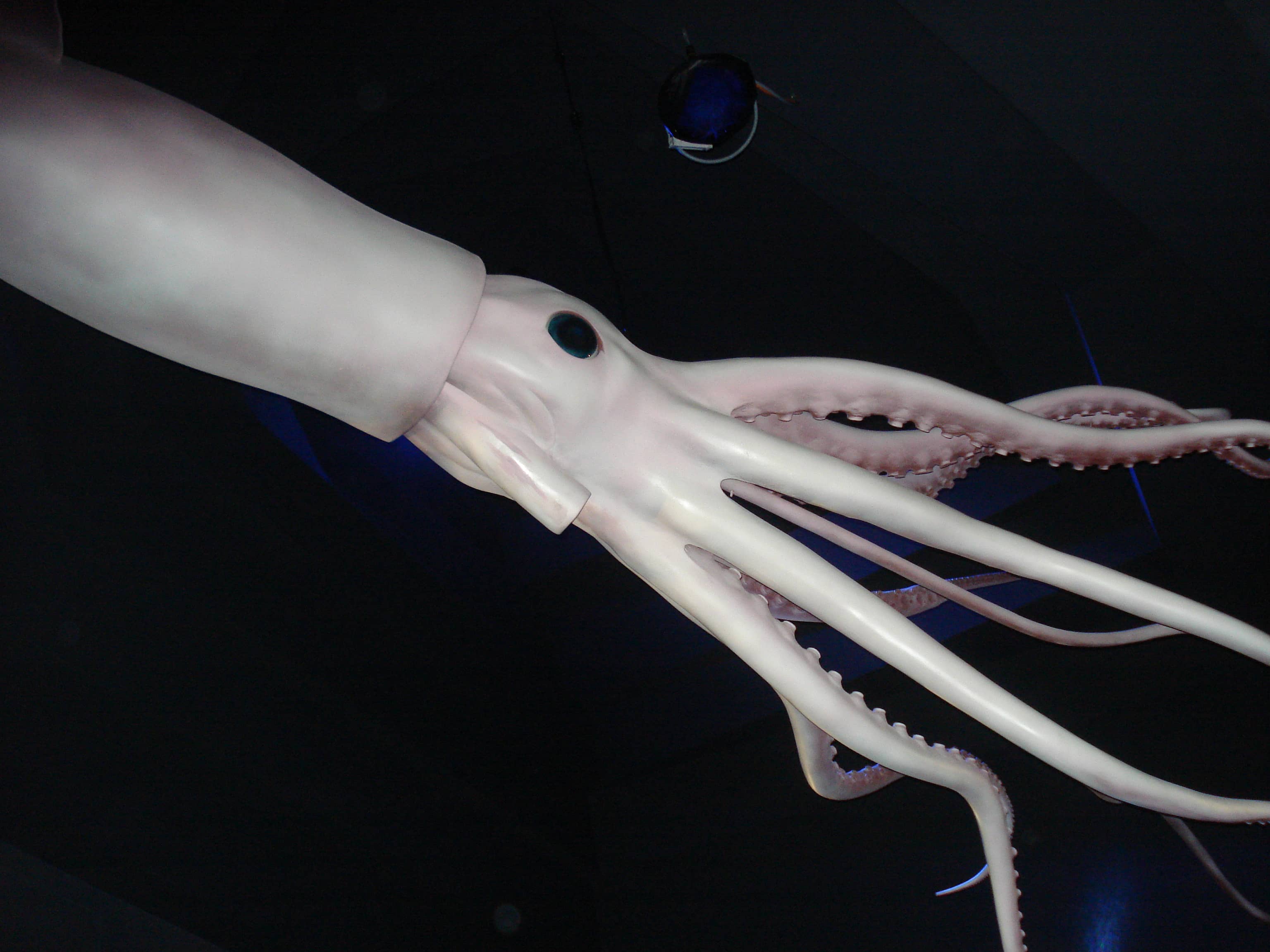Giant Squid