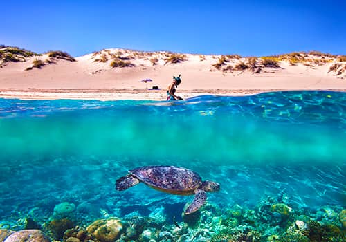 Snorkeling & Marine Life