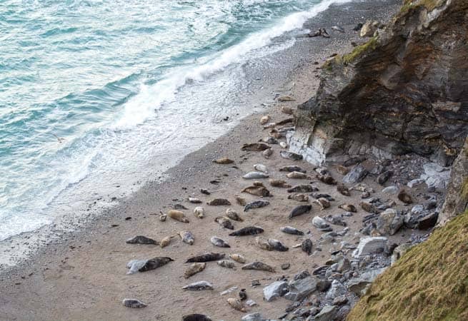 Seal Spotting at Mutton Cove