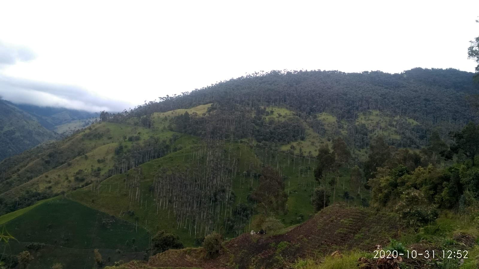 La Carbonera Wax Palm Forest Toche - Image 1
