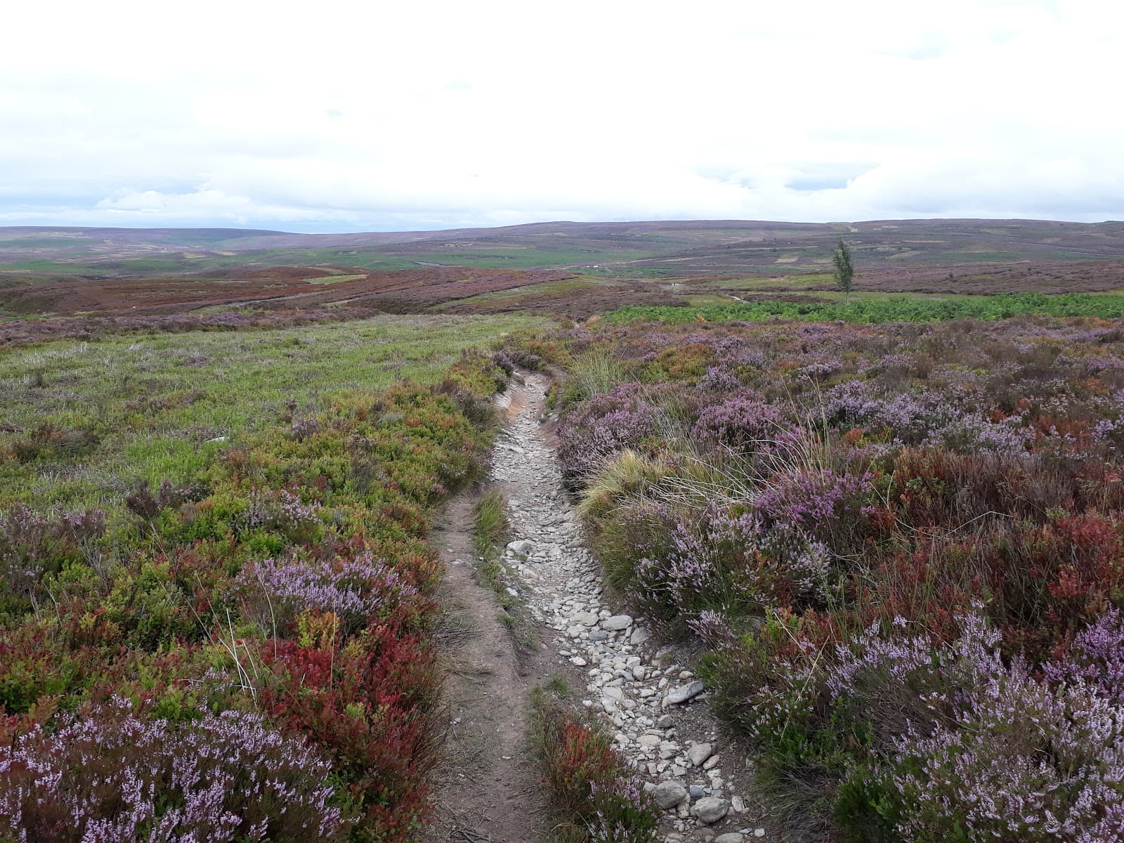 Offa's Dyke Path: Clwydian Range - Image 1