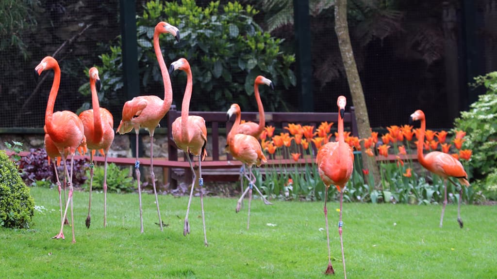 Paradise Park Hayle - Image 1