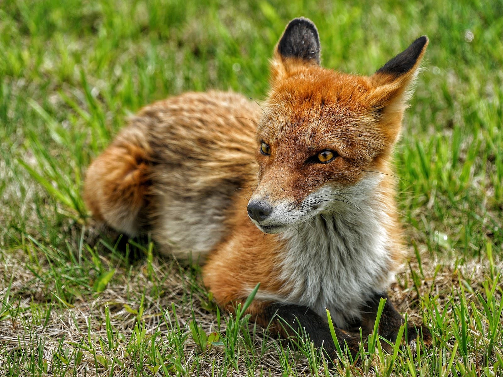Russky Island Vladivostok - Image 1