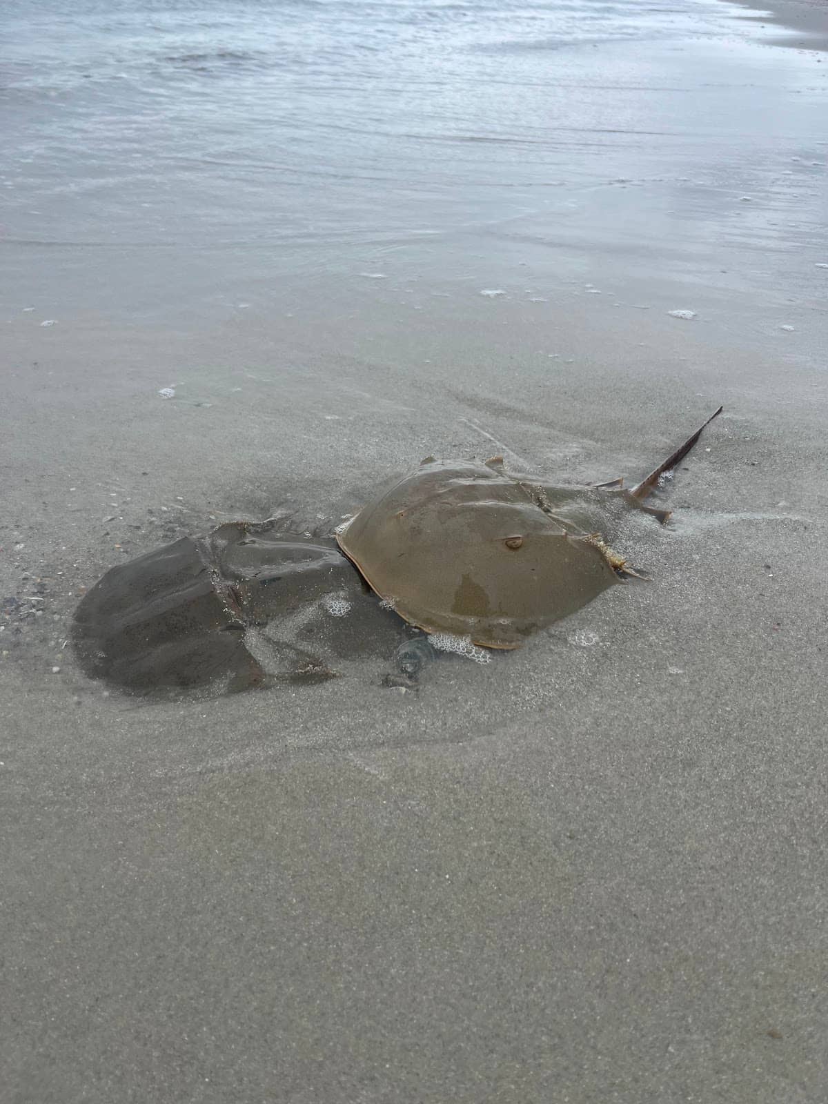 Wild Horse Sightings