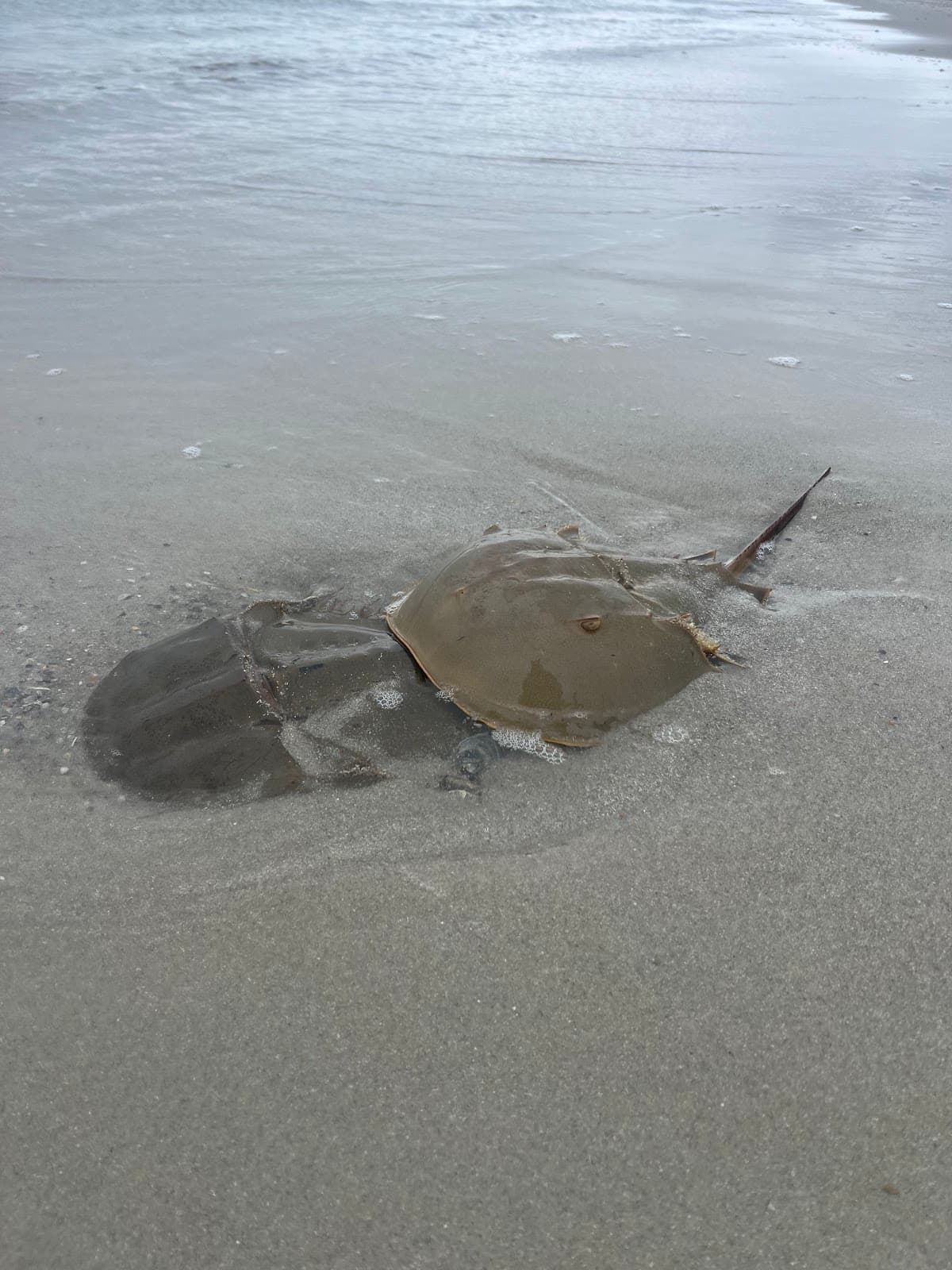 Bird Shoal - Image 1