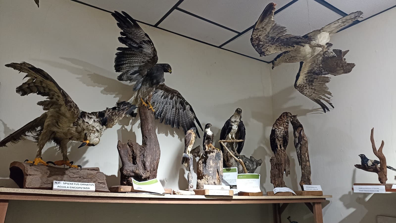 University of Caldas Natural History Museum - Image 1