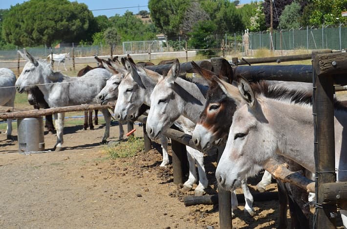 Burrolandia - Image 1