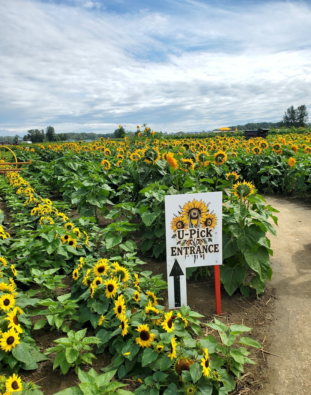 Chilliwack Sunflower Festival - Image 1