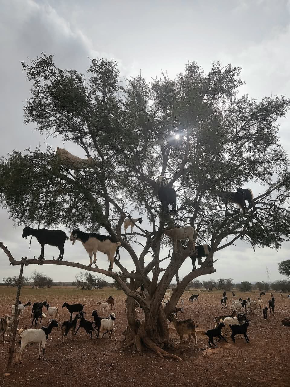 Goats in Argan Trees Aourir Tamri - Image 1