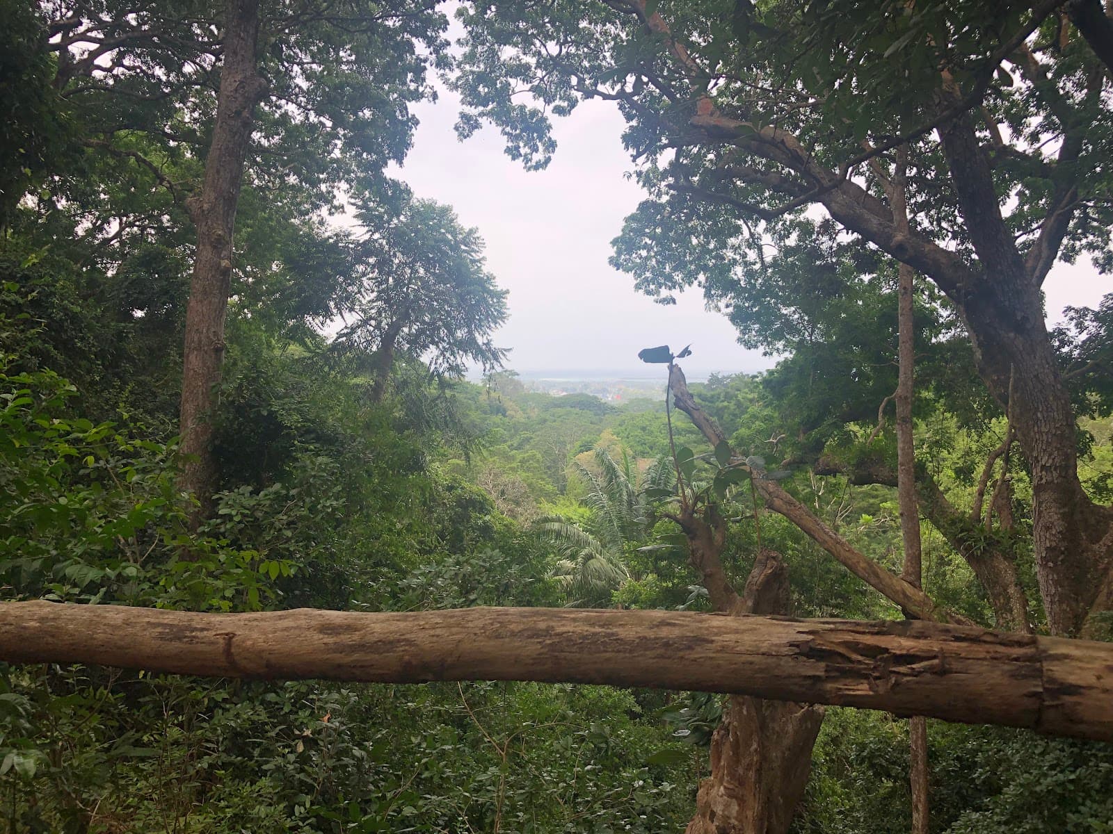 Masingini Forest - Image 1