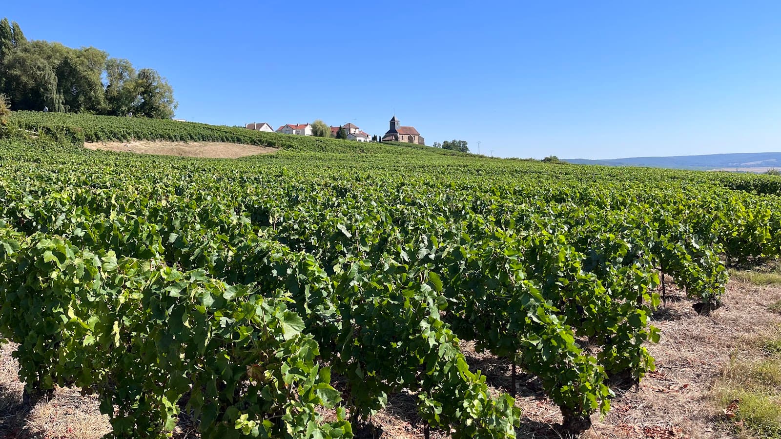 Montagne de Reims Regional Natural Park - Image 1