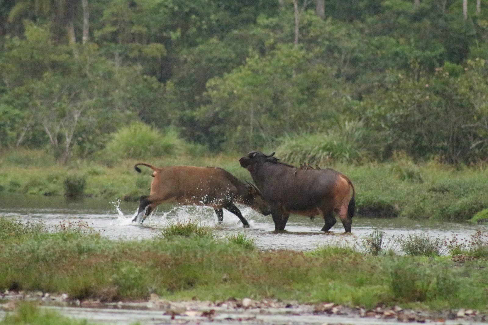 Forest Elephant Encounters