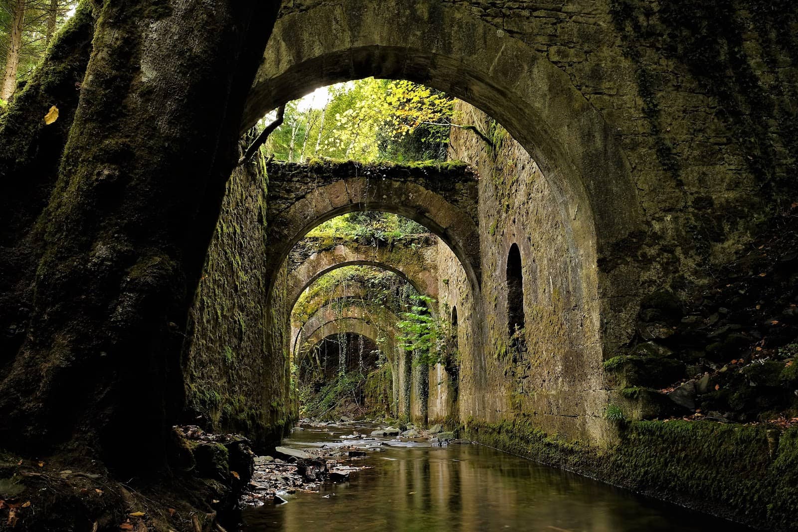 Nature's Reclamation