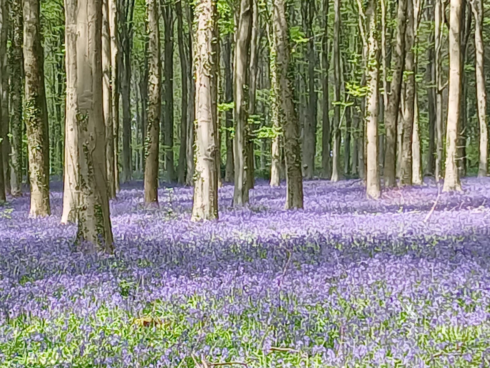 Angmering Park Estate - Image 1