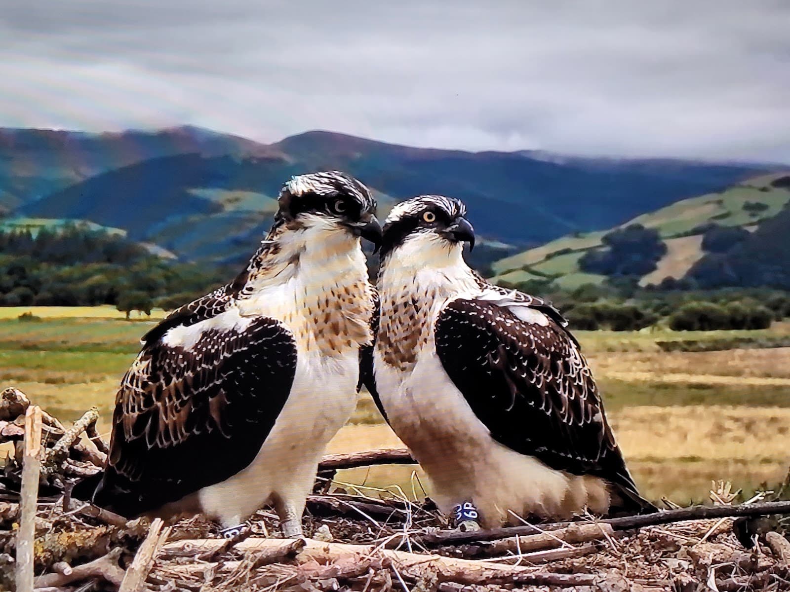 Dyfi Osprey Project - Image 1