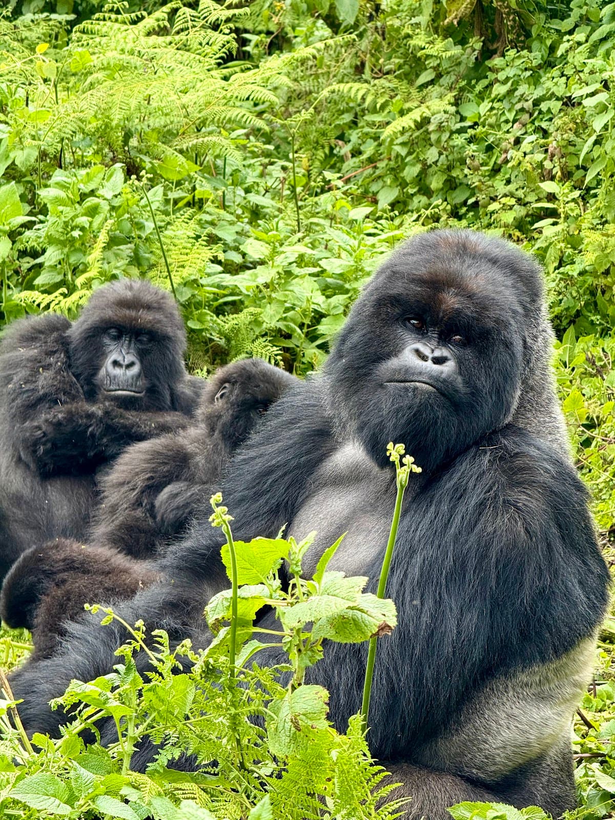 Volcanoes National Park Rwanda - Image 1