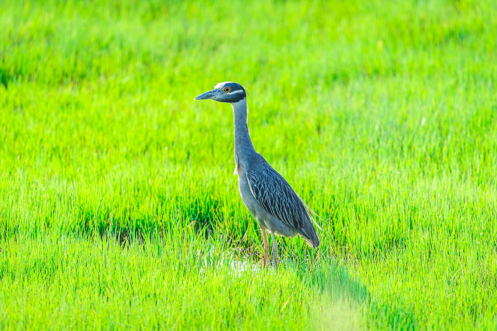 Nummy Island (birding) - Image 1