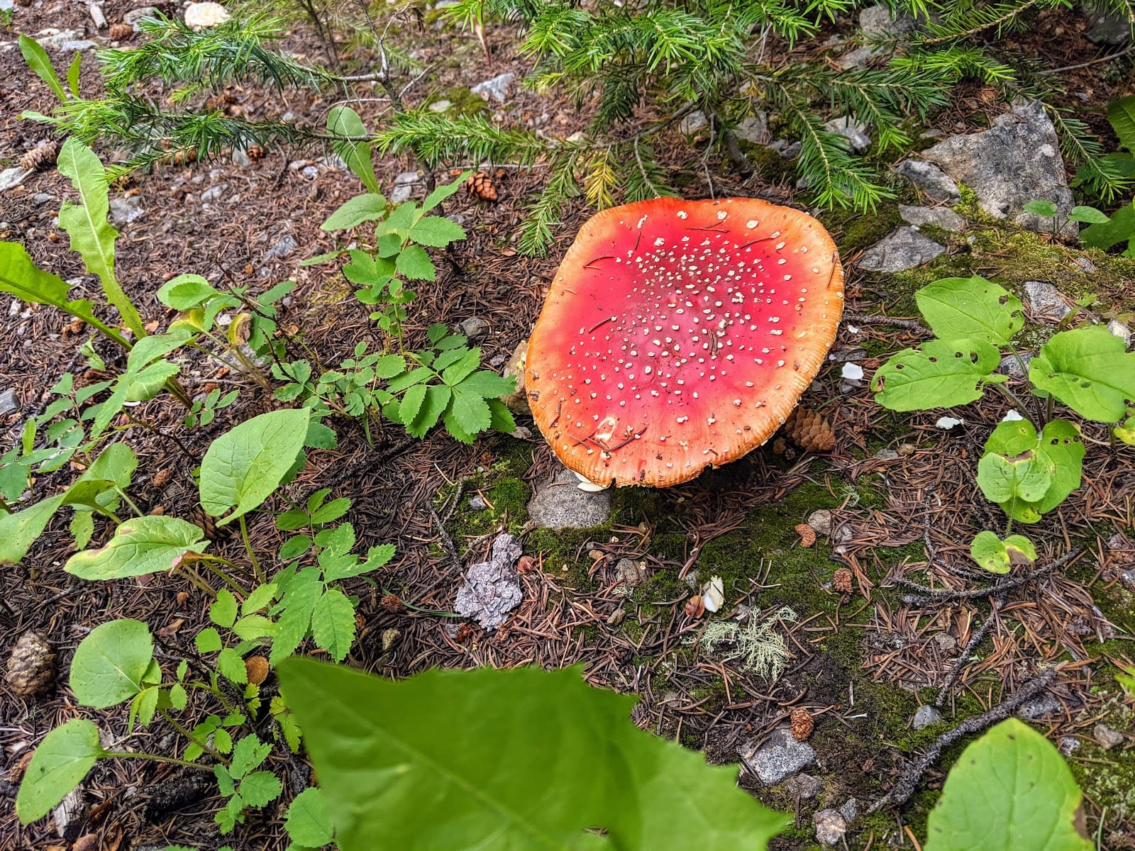 Fraser Experimental Forest - Image 1