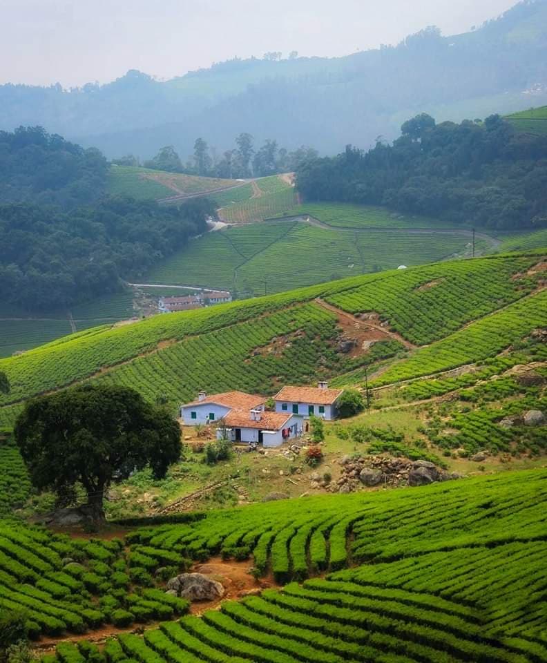 Kotagiri Tea Estate Tamil Nadu - Image 1