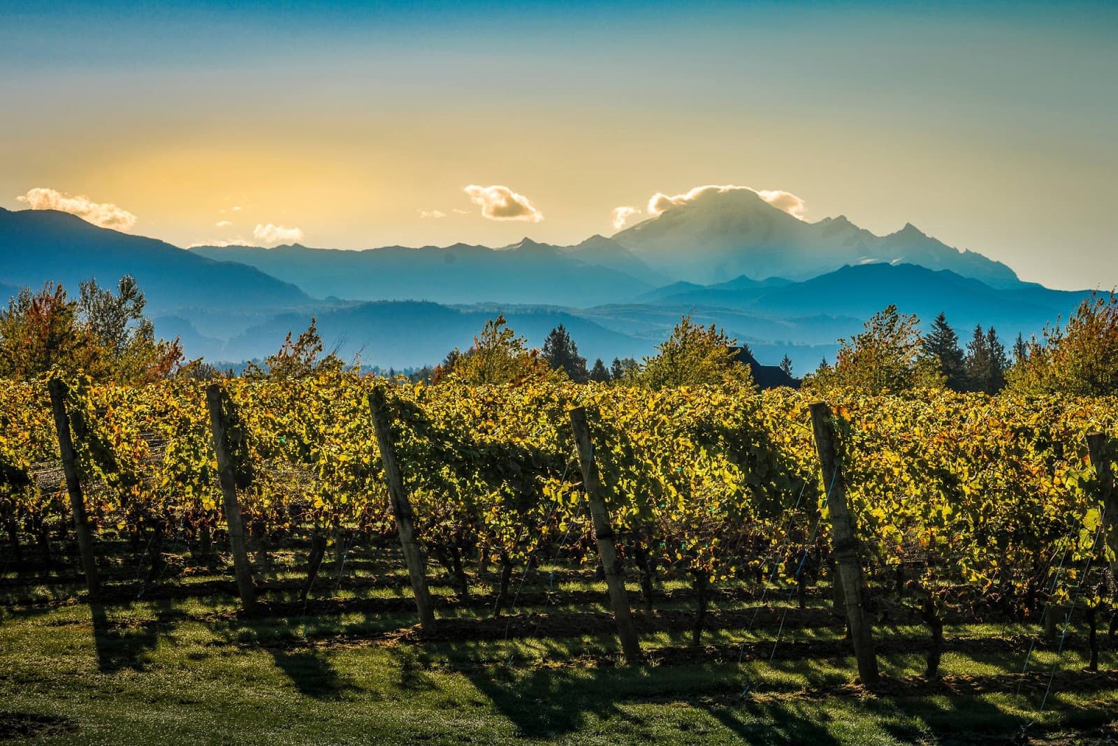 Mt Lehman Winery - Image 1