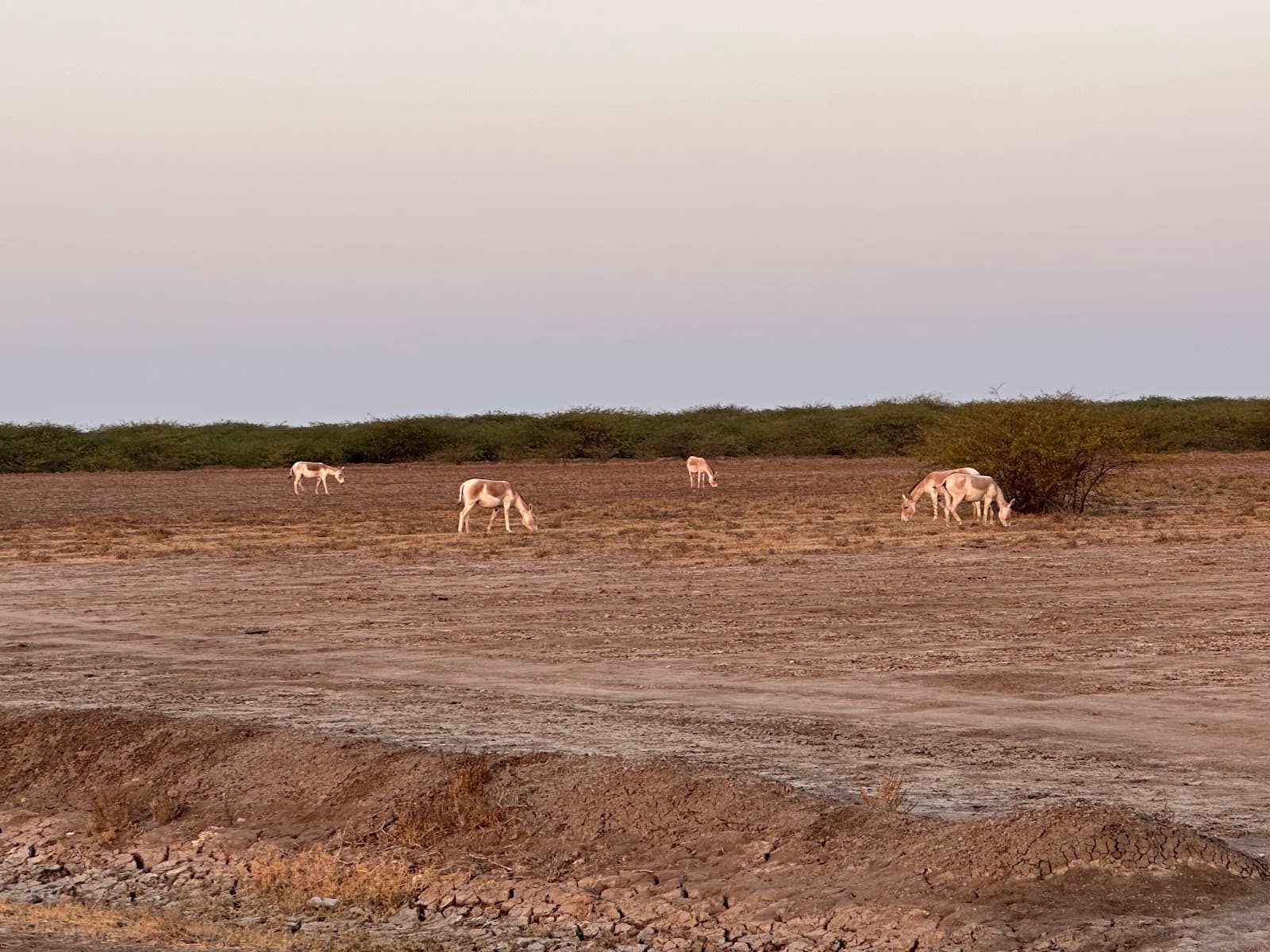 Kutch Desert Wildlife Sanctuary - Image 1
