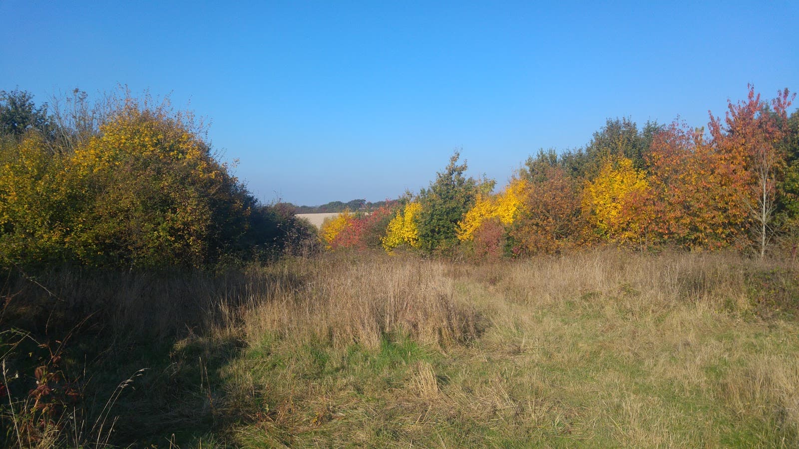 Great Holland Pits Nature Reserve - Image 1