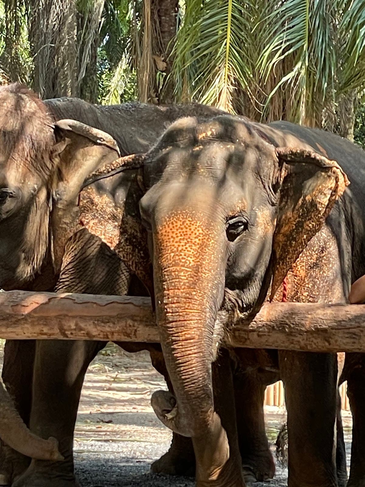 Krabi Elephant Sanctuary - Image 1