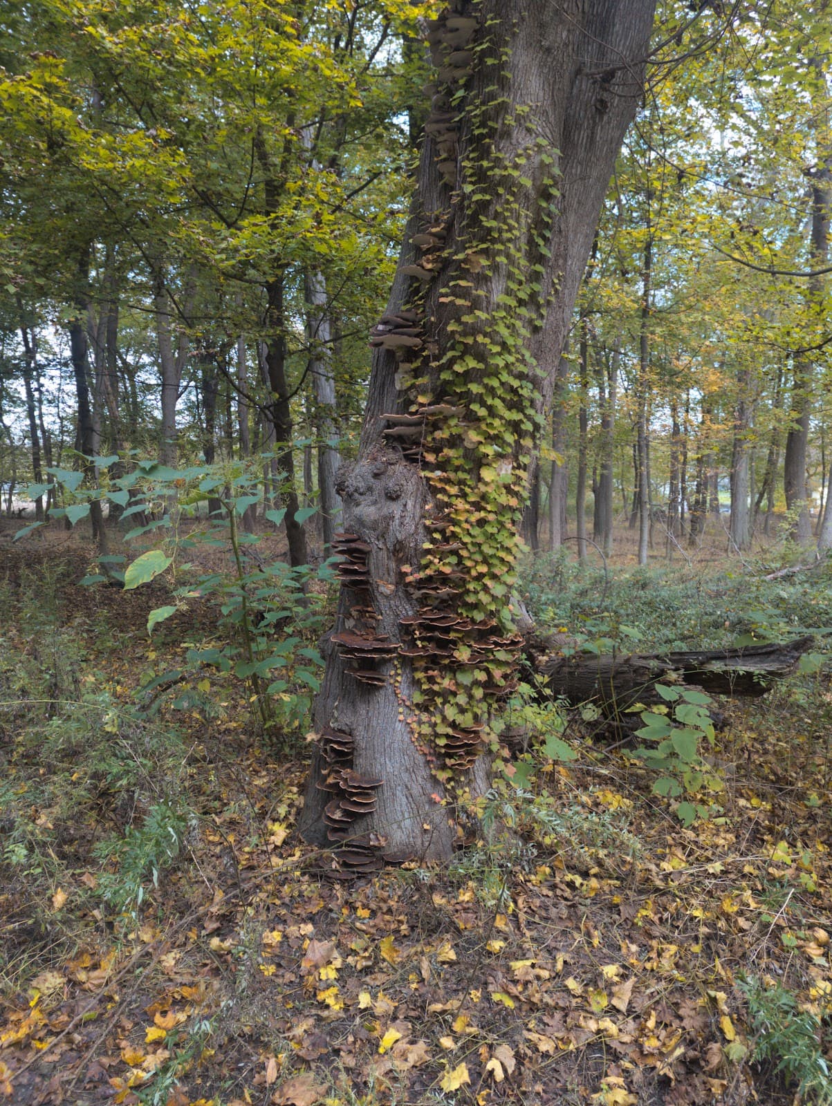 Hiddenbrooke Preserve - Image 1