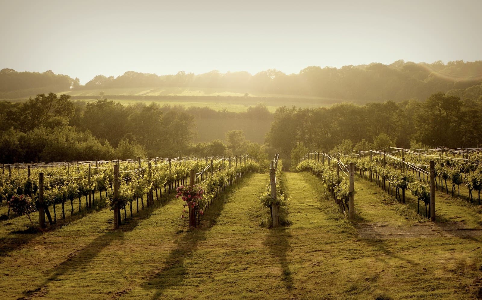 Bluebell Vineyard Estates - Image 1