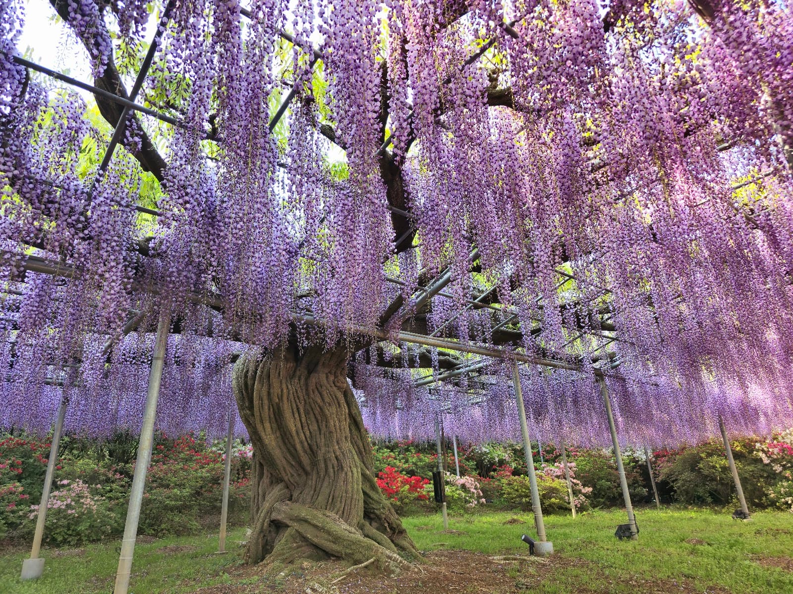 Ashikaga Flower Park - Image 1