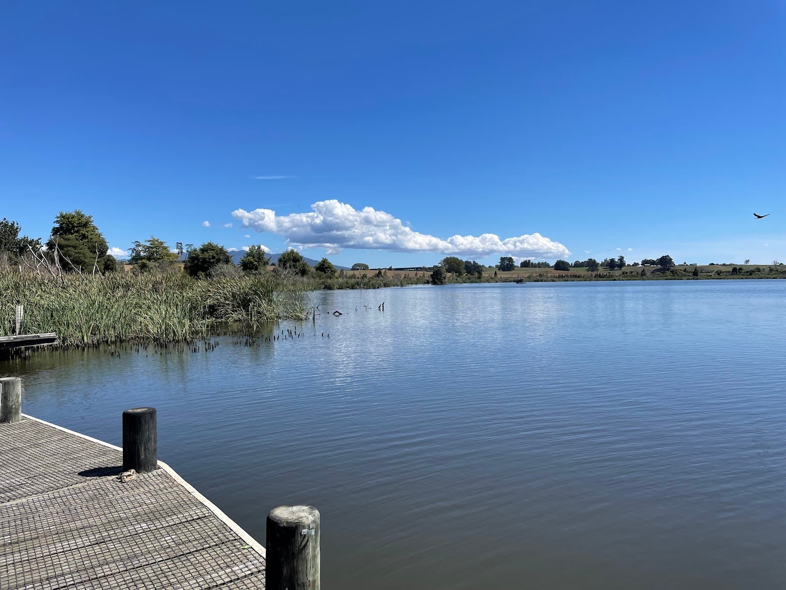 Lake Ngaroto Walkway - Image 1