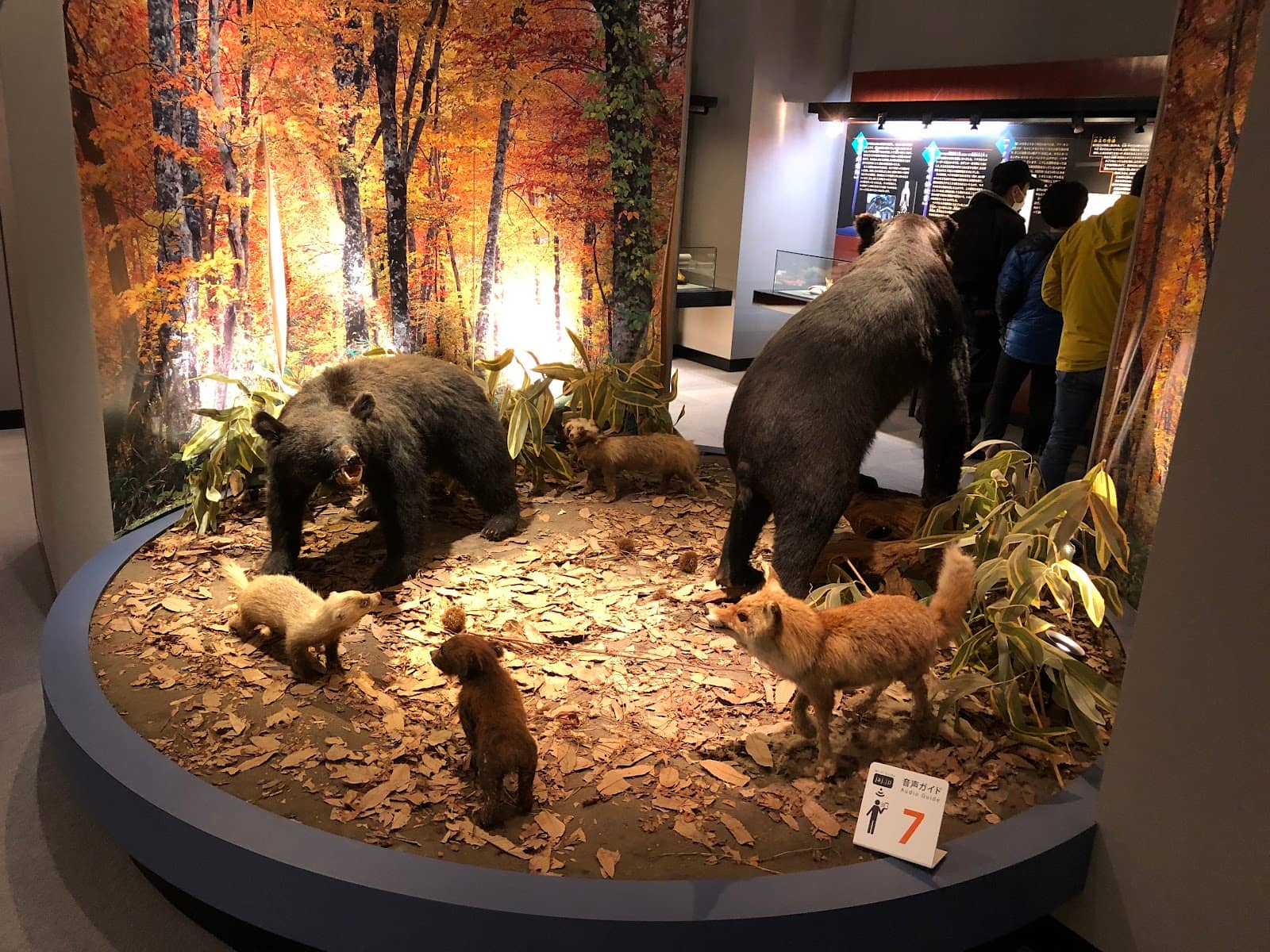 Stuffed Animal Specimens