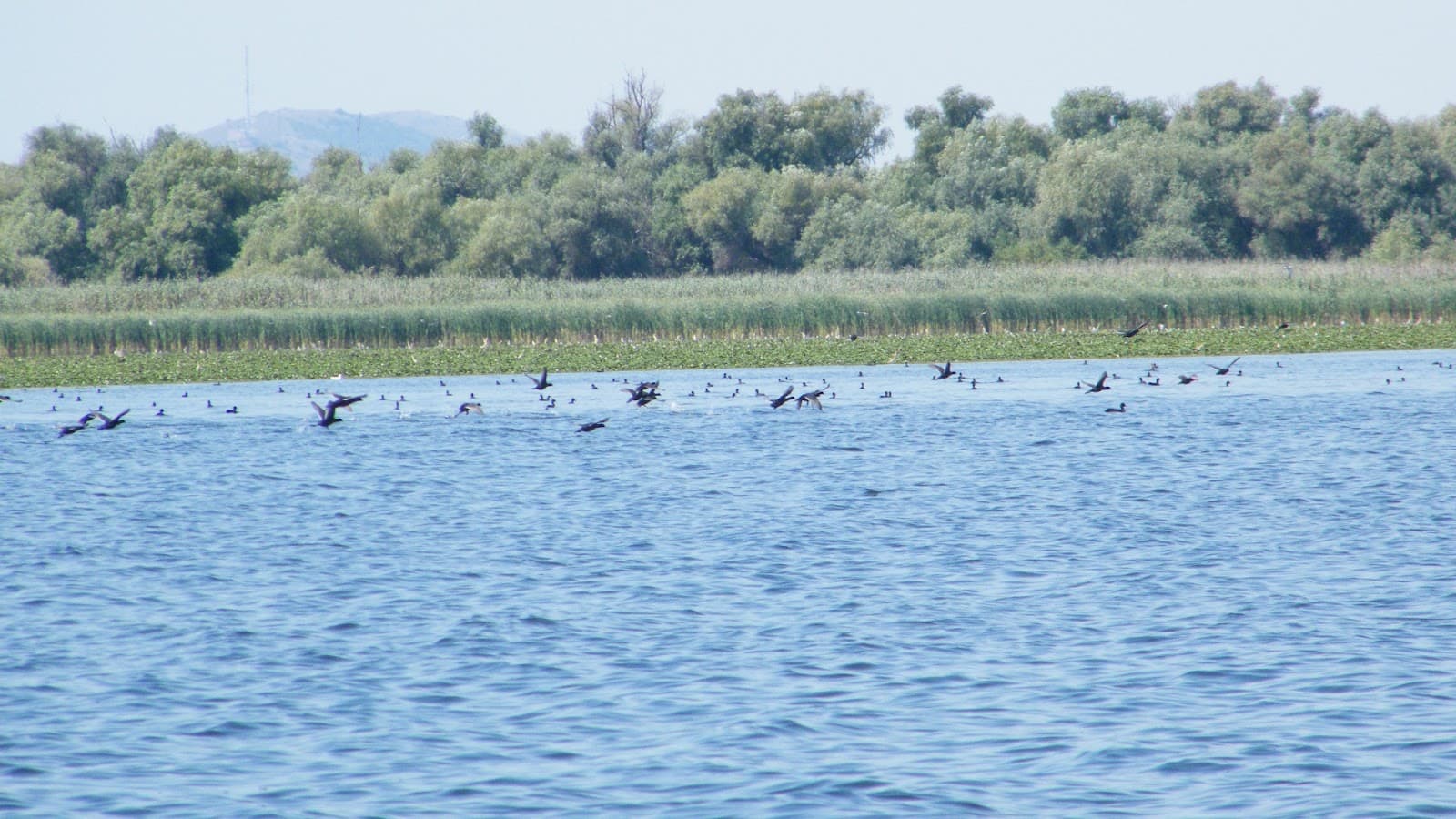 Lake Razim (Razelm) - Image 1